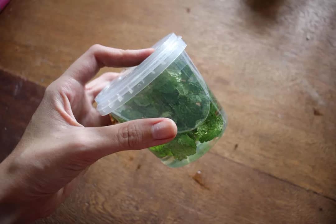 Ekstrakt miętowy – jak przygotować domowy krok po kroku