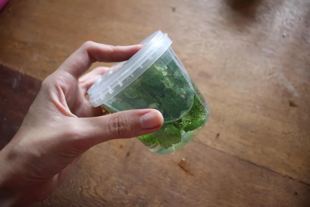 Ekstrakt miętowy – jak przygotować domowy krok po kroku