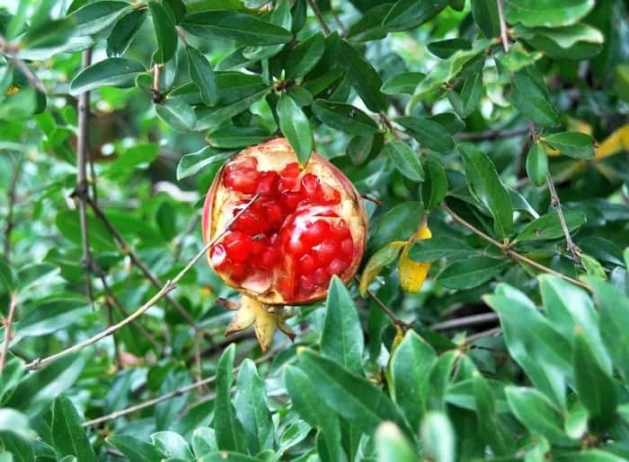 Sos z granatów: 10 zaskakujących zastosowań w kuchni