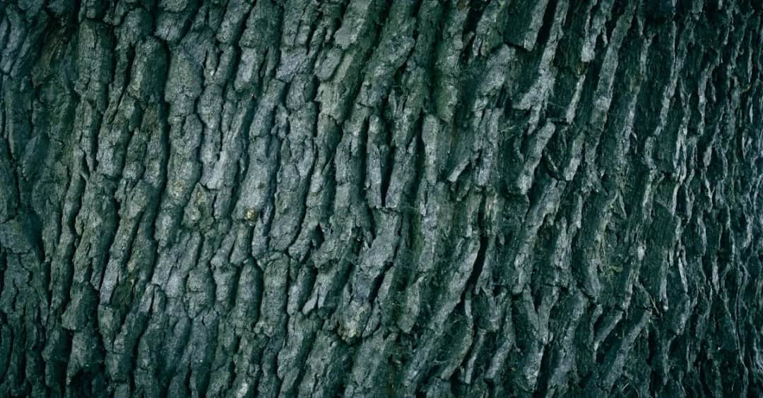 Kora dębu – przepis na ciasto z unikalnym smakiem kory dębu