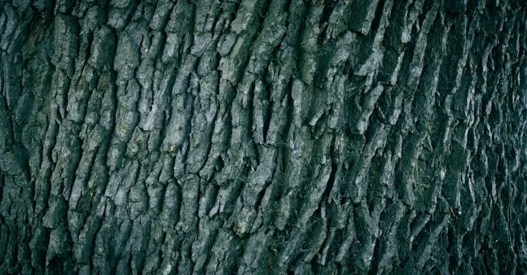 Kora dębu – przepis na ciasto z unikalnym smakiem kory dębu