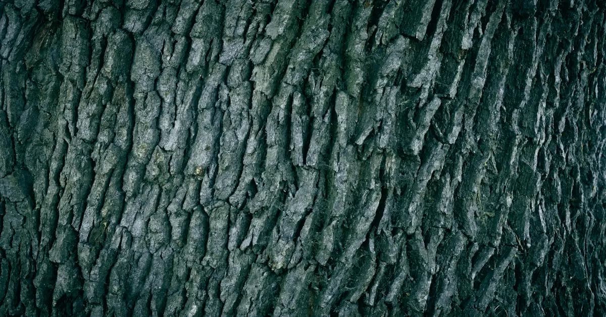 Kora dębu – przepis na ciasto z unikalnym smakiem kory dębu