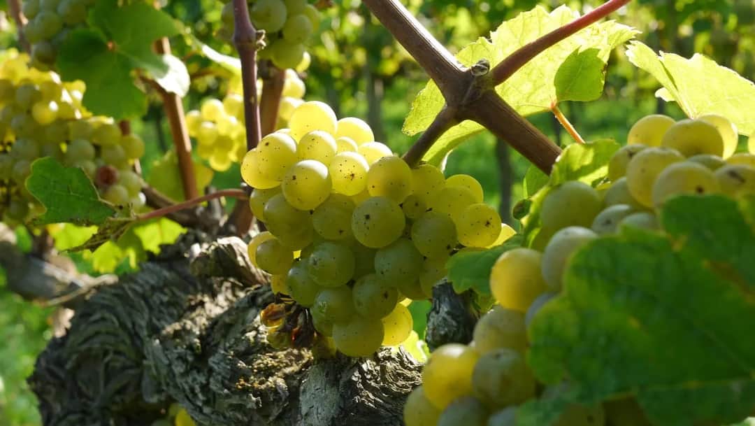 Riesling – król białych win o niepowtarzalnym charakterze